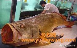 哪種魚的魚膠膠質(zhì)最多